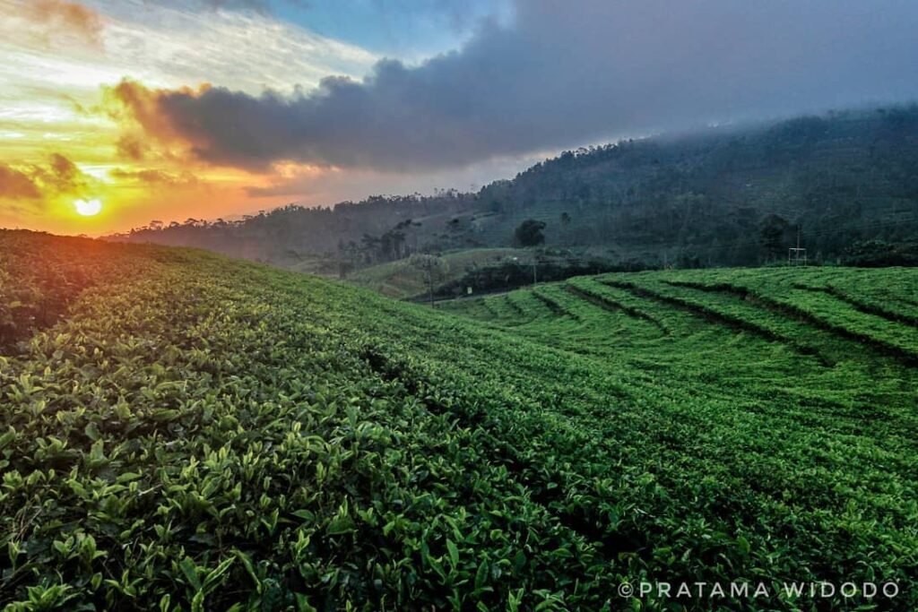 Kebun Teh Kertosari Banjarnegara