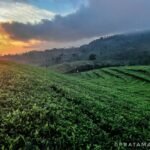 Kebun Teh Kertosari Banjarnegara