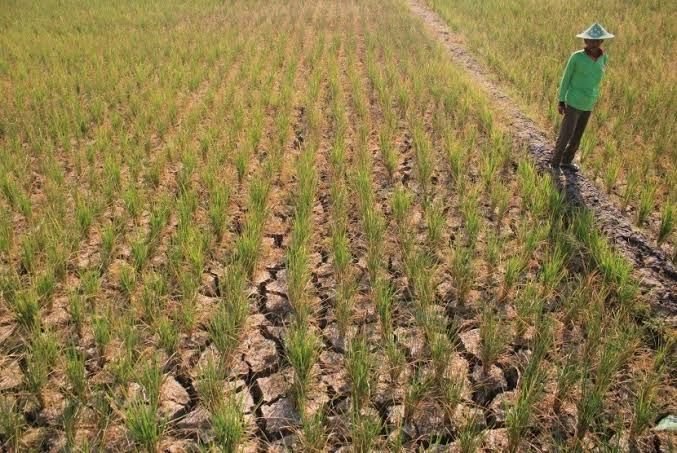 Kekeringan di Banjarnegara: Lahan Padi di Kecamatan Susukan Paling Terdampak