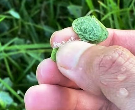 image_750x_680ed17197fda Pagi Magis di Dieng: Kabut Tebal dan Embun Es Hiasi Awal Musim Dingin 2025