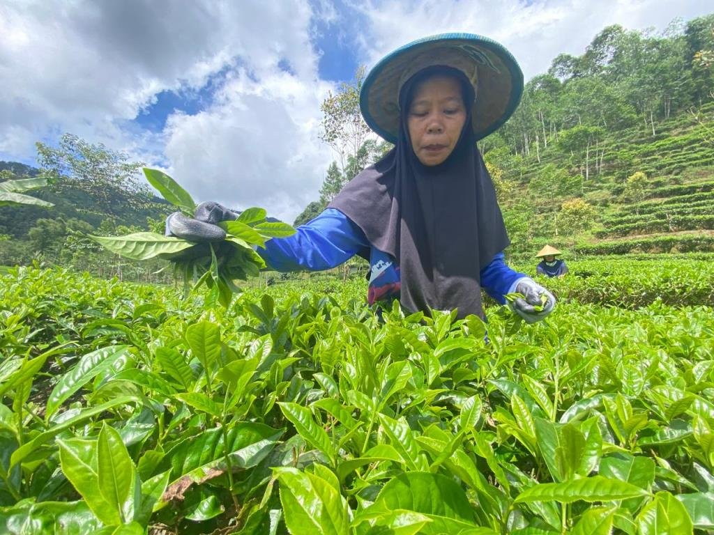 petik-teh Teh Sangan Bedana: Cita Rasa Tradisional dari Perbukitan Kalibening yang Menasional